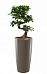 Ficus Microcarpa in LECHUZA RONDO Self-watering Planter, Total Height 120 cm