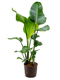 Tropical Bird of Paradise Strelitzia nicolai Indoor House Plants