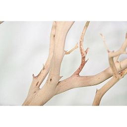 Manzanita Sand Blasted Branchy Artificial Branch