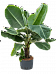 Lush Banana Plant Musa 'Dwarf Cavendish' Tall Indoor House Plants Trees