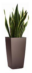 Sansevieria Laurentii in LECHUZA CUBICO Self-watering Planter, Total Height 80 cm