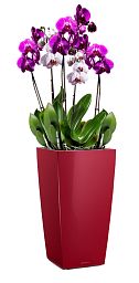 Blooming Lilac Orchid in LECHUZA CUBICO Self-watering Planter, Total Height 80 cm