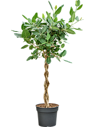 Lush Banyan Fig Ficus benghalensis 'Audrey' Indoor House Plants