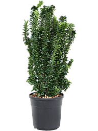 Showy Spindletree Euonymus jap. 'Benkomasaki'