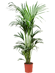 Lush Sentry Palm Kentia (Howea) forsteriana Indoor House Plants