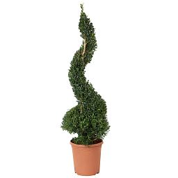 Photogenic Boxwood Buxus spiral (Buxus Sempervirens)