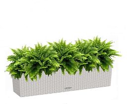 Nephrolepis Exaltata (Sword Fern) in LECHUZA BALCONERA Cottage Self-watering Planter, Total Height 5