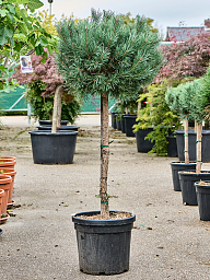 Showy Scots Pine Pinus sylvestris 'Watereri Nana' Outdoor Plants