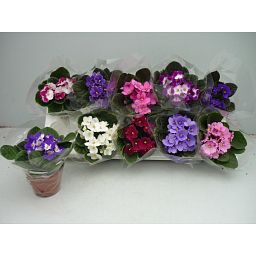 Cute African Violet Saintpaulia (Uzambar Violet) Voila la Fleur Indoor House Plants