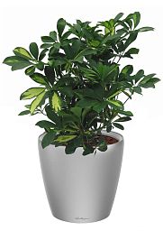 Schefflera in LECHUZA CLASSICO LS Self-watering Planter, Total Height 60 cm