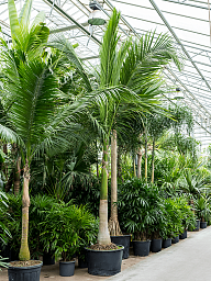 Lush Satake Palm Satakentia liukivensis Tall Indoor House Plants Trees