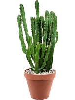 Showy African Milk Tree Euphorbia triangularis Indoor House Plants W35...