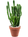 Showy African Milk Tree Euphorbia triangularis Indoor House Plants