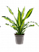 Trendy Corn Plant Dracaena fragrans 'Burley' Tall Indoor House Plants Trees