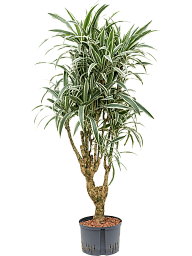 Graceful Dragon Tree Dracaena deremensis 'White Stripe' Indoor House Plants