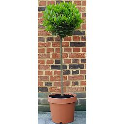 Lush Bay Tree Bay tree standard (Laurus Nobilis) Outdoor Live Plant