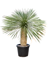 Photogenic Beaked Blue Yucca rostrata (170-200) Indoor House Plants