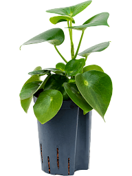 Easy-Care Radiator Plant Peperomia polybotrya 'Raindrop'p Indoor House Plants