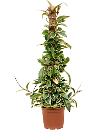 Shade-loving Wax Plant Hoya carnosa 'Krimson Queen' Indoor House Plants