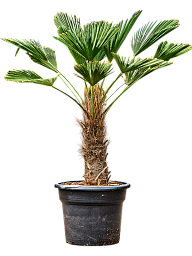 Windmill Palm Tree Trachycarpus wagnerianus