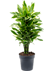 Insta-friendly Corn Plant Dracaena fragrans 'Golden Coast' Tall Indoor House Plants Trees