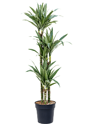 Insta-friendly Dracaena deremensis 'Warneckei' Tall Indoor House Plants Trees