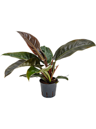 Lush Heart-Leaf Philodendron 'Imperial Red' Indoor House Plants