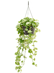 Shade-loving Satin Pothos Scindapsus (Epipremnum) 'Global Green' Indoor House Plants