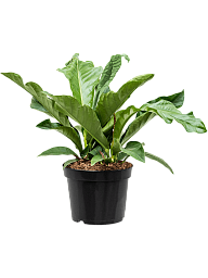 Lush Flamingo Flower Anthurium elipticum 'Jungle Bush' Indoor House Plants