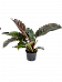 Lush Heart-Leaf Philodendron 'Imperial Red' Indoor House Plants
