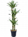 Insta-friendly Dracaena deremensis 'Warneckei' Tall Indoor House Plants Trees