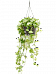 Shade-loving Satin Pothos Scindapsus (Epipremnum) 'Global Green' Indoor House Plants