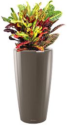 Codiaeum Mix Colour Extravaganza in LECHUZA RONDO Self-watering Planter, Total Height 100 cm