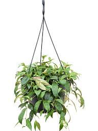 Showy Lipstick Plant Aeschynanthus marmoratus Indoor House Plants