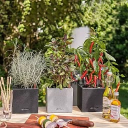 LECHUZA CANTO Stone Low Square Poly Resin Self-watering Planter Set