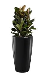 Ficus Elastica Robusta in LECHUZA RONDO Self-watering Planter, Total Height 160 cm