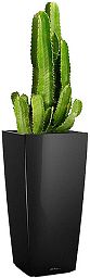 Euphorbia Ingens (Candelabra Tree) in LECHUZA CUBICO Self-watering Planter, Total Height 105 cm