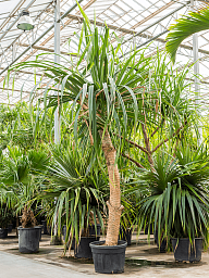 Screw Pine Pandanus utilis