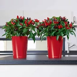 LECHUZA DELTINI|MINI-DELTINI Round Poly Resin Indoor Self-watering Planter