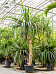 Screw Pine Pandanus utilis