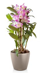 Blooming Dendrobium Orchid in LECHUZA CLASSICO Color Self-watering Planter, Total Height 60 cm