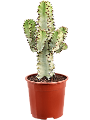 Fancy Cowboy Cactus Euphorbia ingens marmorata Indoor House Plants