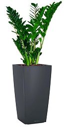 Zamioculcas Zamiifolia in LECHUZA CUBICO Color Self-watering Planter, Total Height 150 cm