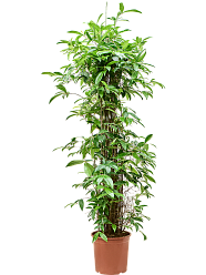 Easy-Care Spotted Gold Dust Dracaena surculosa (140-170) Indoor House Plants