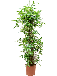 Easy-Care Spotted Gold Dust Dracaena surculosa (140-170) Indoor House Plants