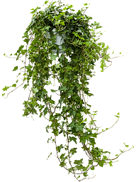 Easy-Care English Ivy Hedera helix 'Pittsburgh' Indoor House Plants