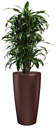 Dracaena Fragrans Arturo in LECHUZA RONDO Self-watering Planter, Total Height 160 cm