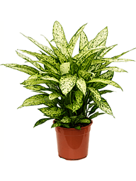 Lush Dumb Cane Dieffenbachia 'Vesuvius' Indoor House Plants