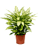 Lush Dumb Cane Dieffenbachia 'Vesuvius' Indoor House Plants