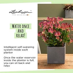 LECHUZA CANTO Stone Low Square Poly Resin Self-watering Planter Set